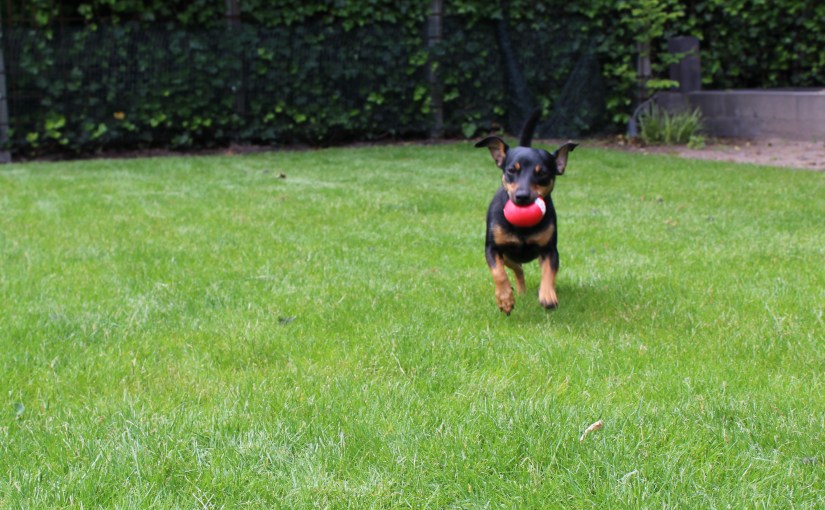 <strong>Bonje in de&nbsp;tuin</strong>