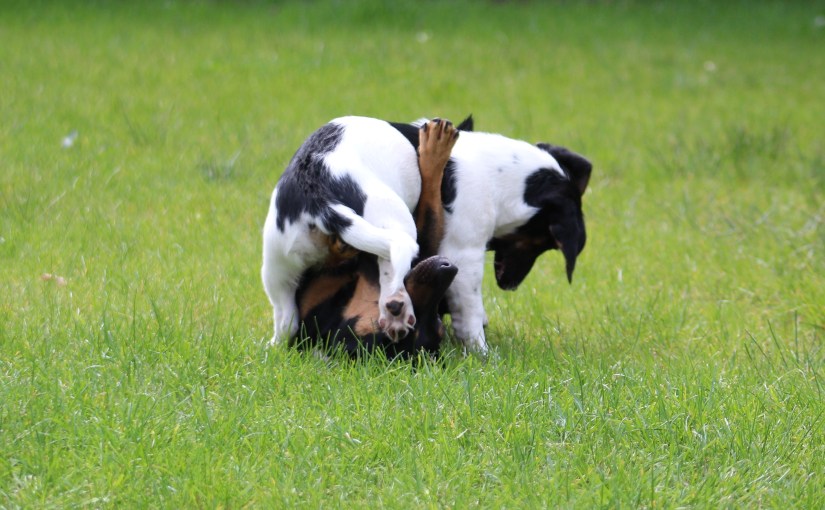 Haarballen op strooptocht
